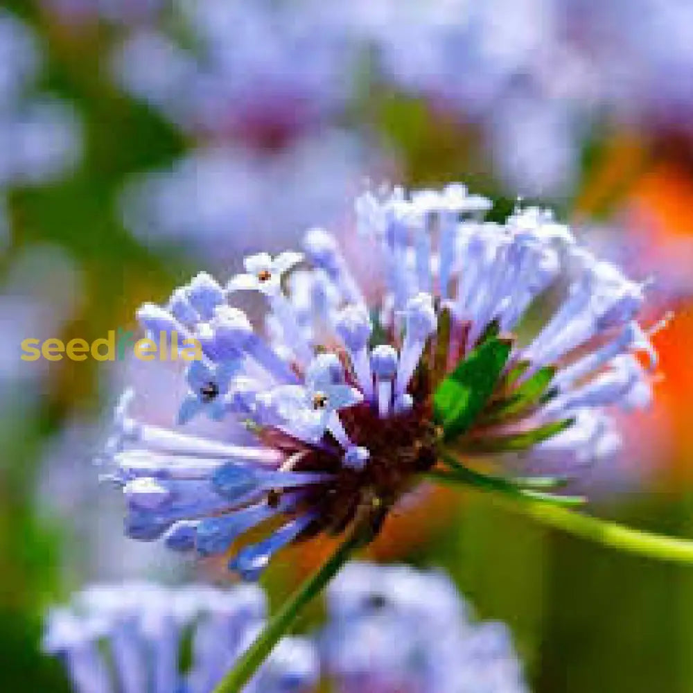 Blue Woodruff Seeds For Planting Flower