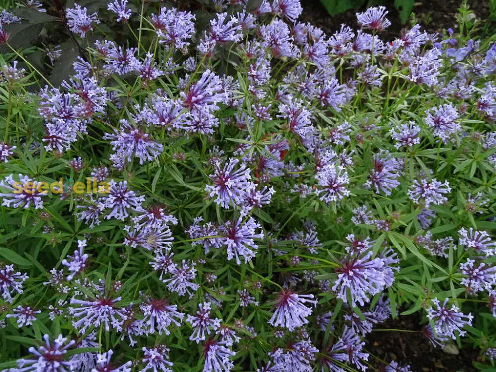 Blue Woodruff Seeds For Planting Flower