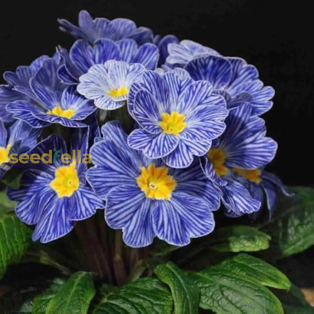 Blue Zebra Primula Flower Seeds For Simple Planting Tips