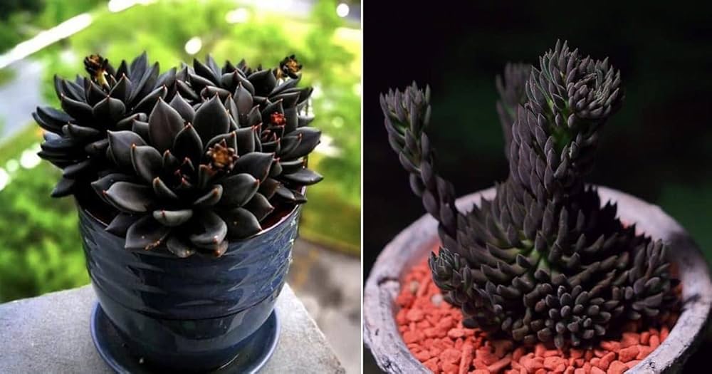 Black Sedum Succulent Seeds For Planting Plant Seeds