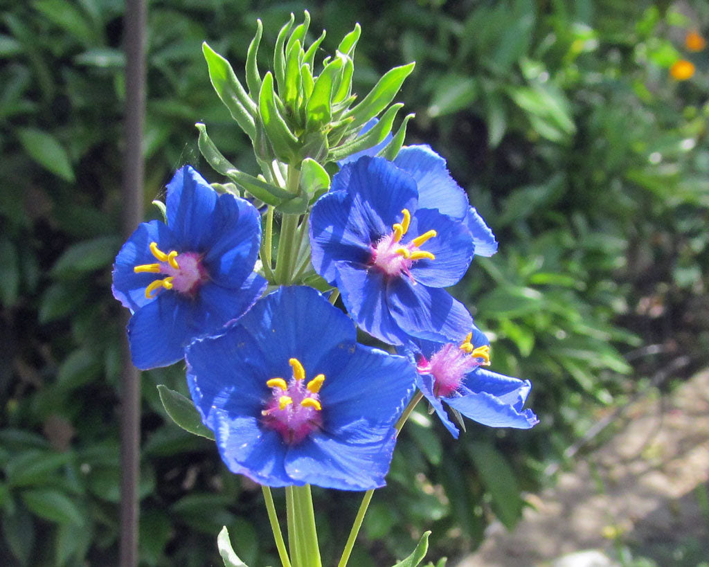 Blue Pimpernel (Anagallis) Flower Seeds For Planting