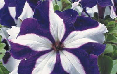 White Blue Star Petunia Flower seeds for Planting - Vibrant Colors, Heirloom & GMO Free Seeds for Home Garden
 
 Sale for planting in home garden