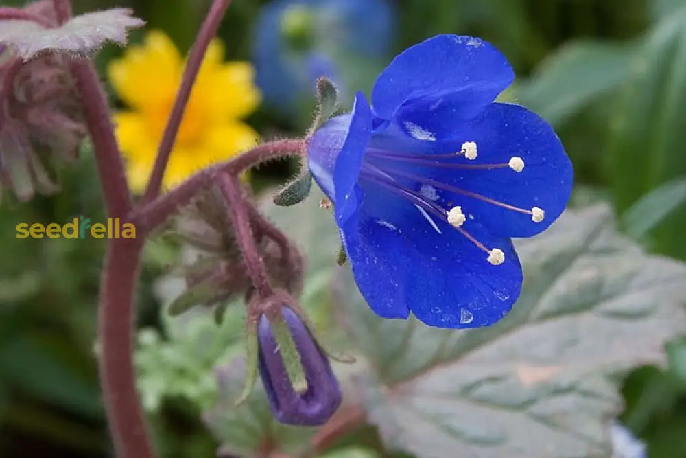 Bluebell Flower Seeds Collection For Planting