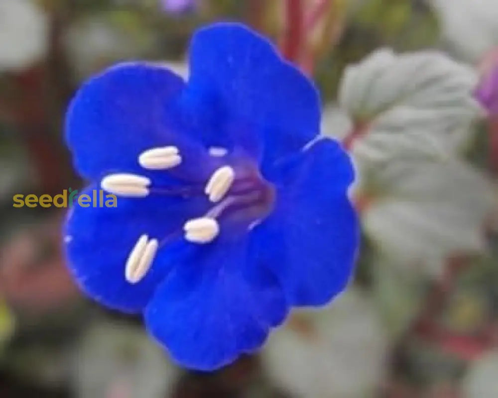 Bluebell Flower Seeds Collection For Planting