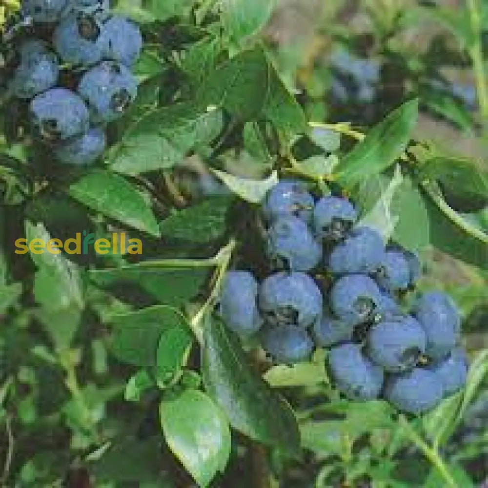 Blueberry Fruit Seeds Collection For Planting | Premium