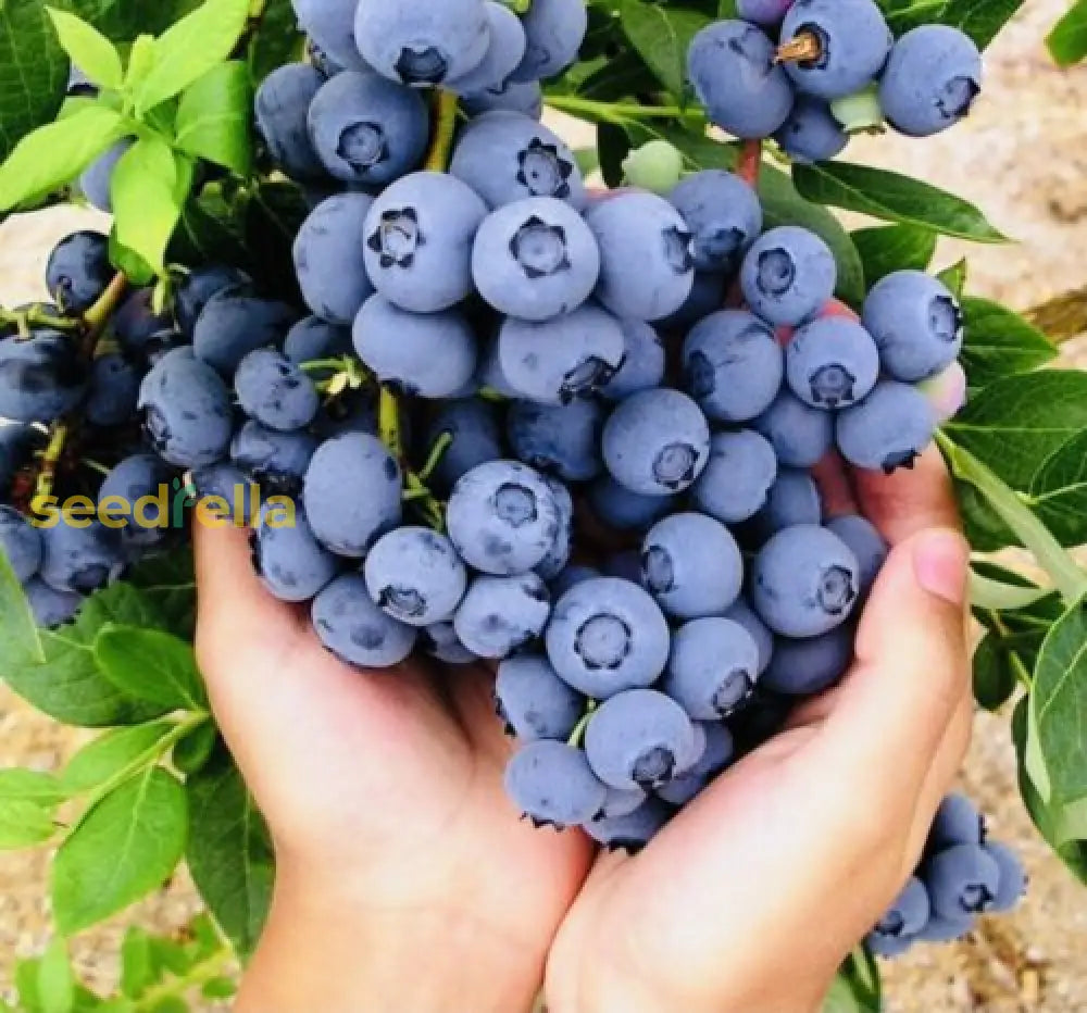 Blueberry Fruit Seeds Collection For Planting | Premium