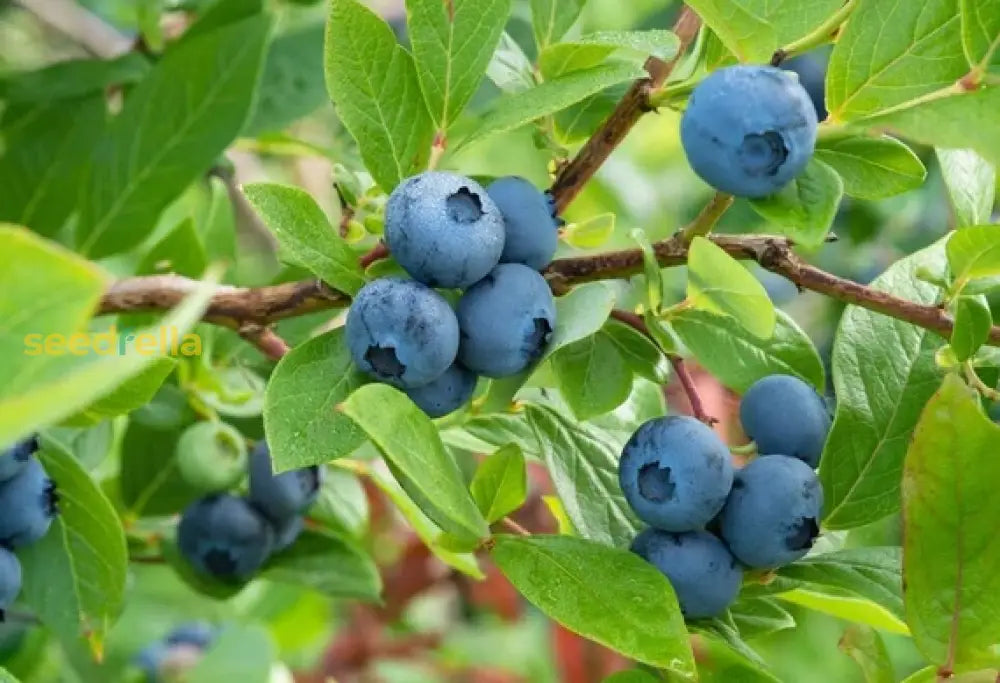 Blueberry Fruit Seeds Collection For Planting | Premium