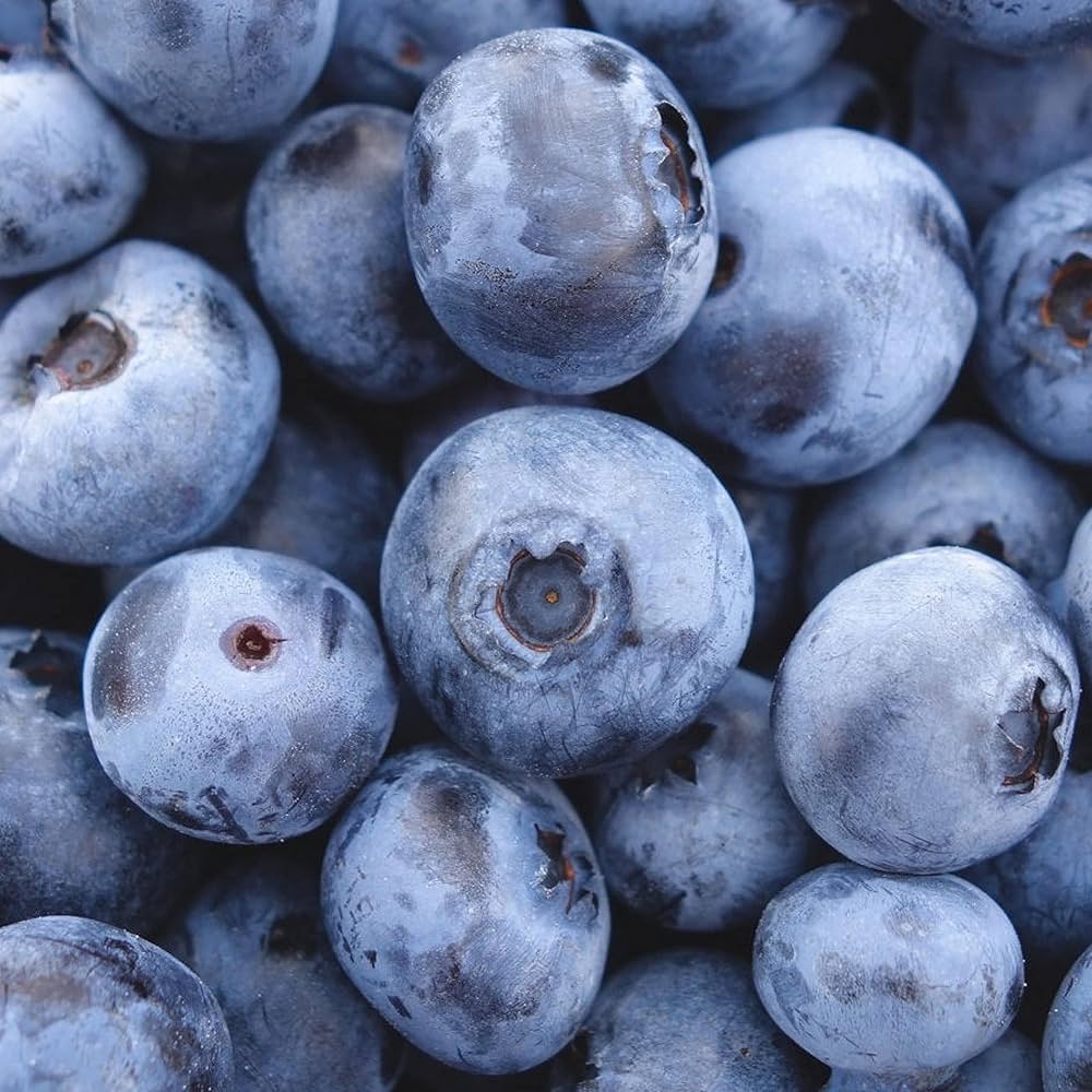 North American blueberry seed mix producing sweet blue fruits
