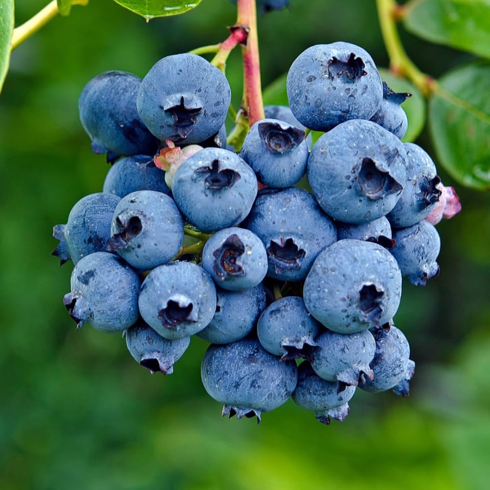 Blueberry seeds for planting Vaccinium corymbosum