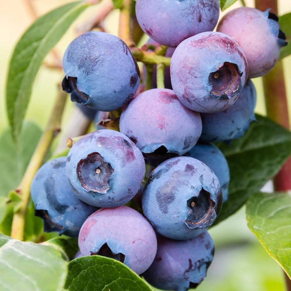 Highbush blueberry shrub with ripe berries