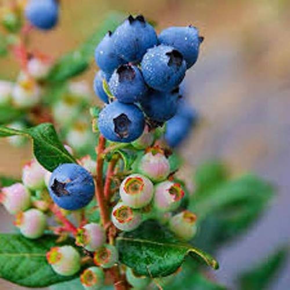 Blueberry Super Sweet seeds Vaccinium corymbosum edible berry plant