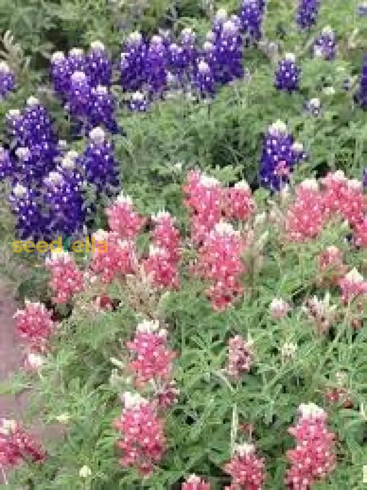 Bluebonnet Seeds For Planting: Grow Beautiful Flowers Flower