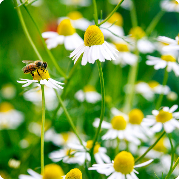 Bodegold Chamomile seeds Matricaria recutita white daisy flowers