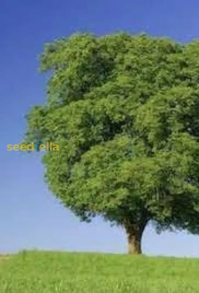 Bodhi Tree Seeds For Planting Plant Seeds