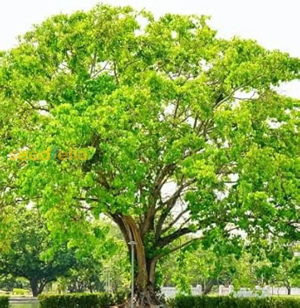 Bodhi Tree Seeds For Planting Plant Seeds