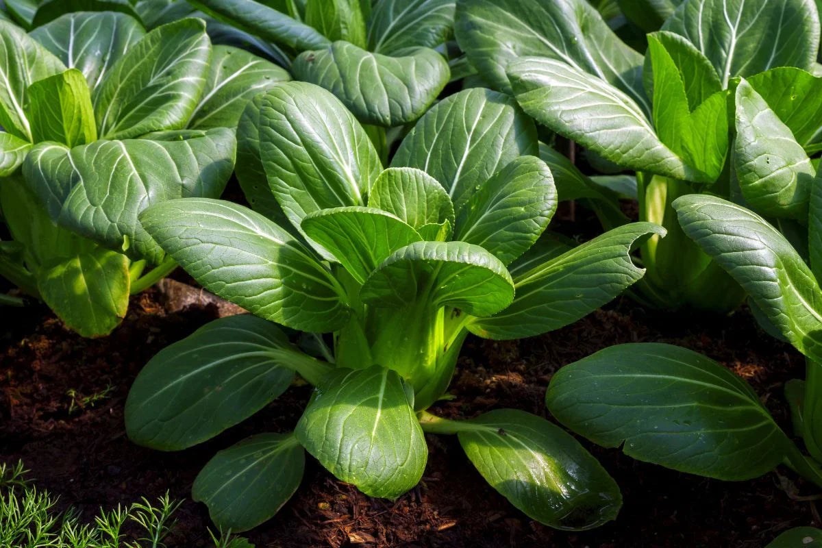 Bok choy Black Choi planting guide for gardeners