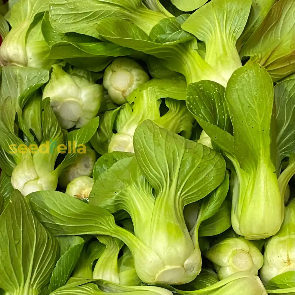 Bok Choy seeds Asian greens for home garden planting
