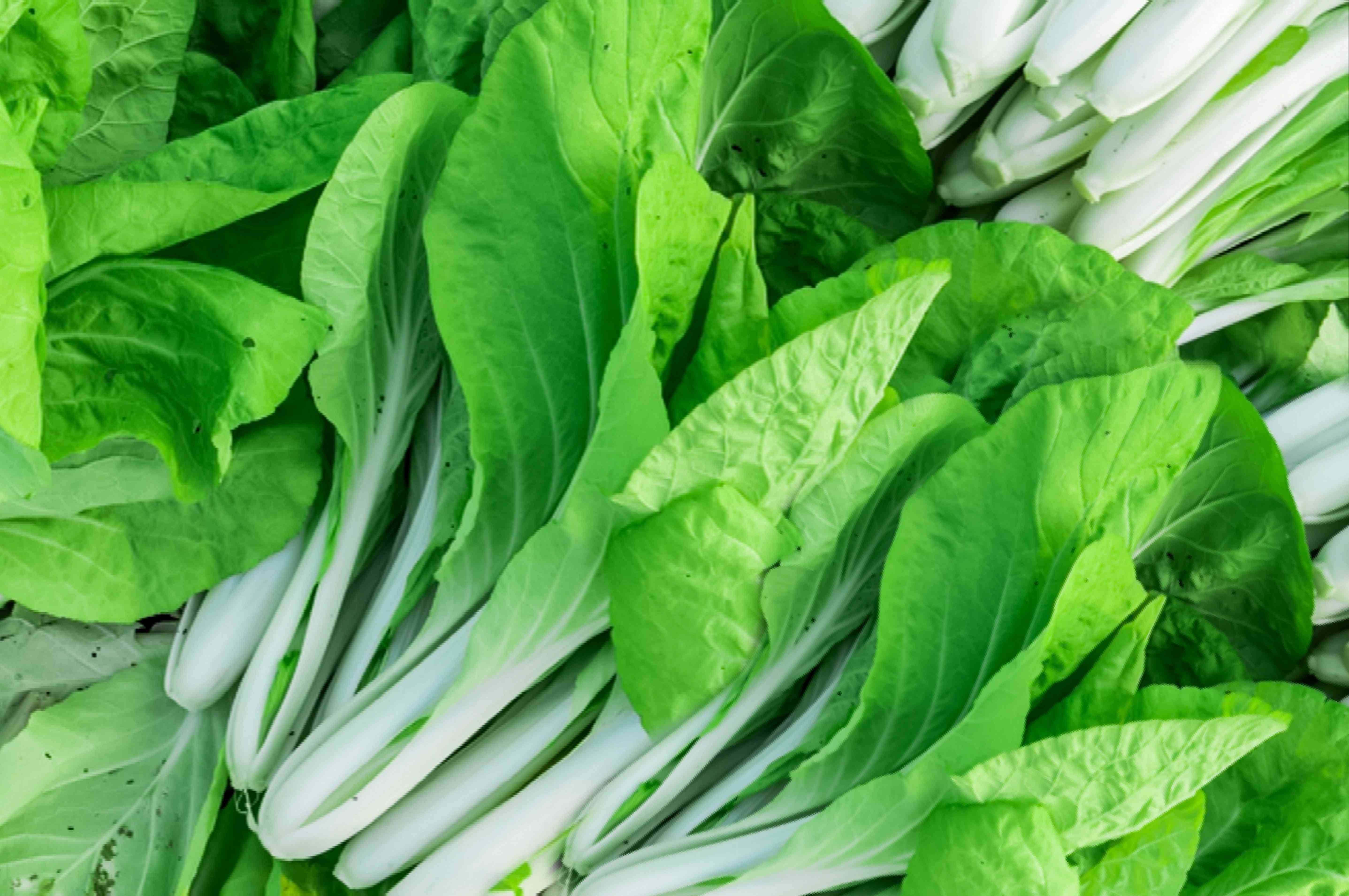 Bok Choy seeds cool season leafy green variety