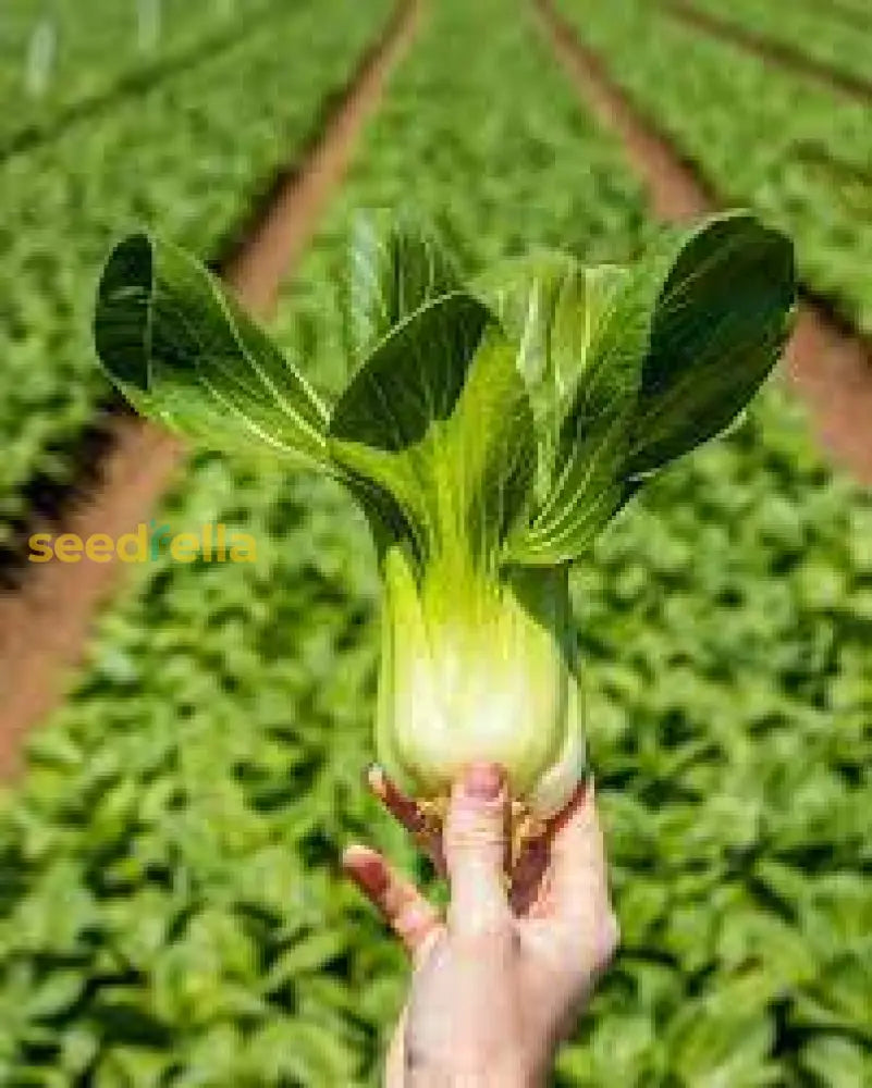 Bok Choy Seeds For Planting | Easy Growing Guide Healthy Harvests Vegetable Seeds