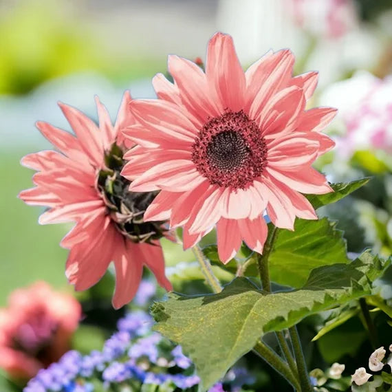 Non-GMO bold pink sunflower seeds for planting