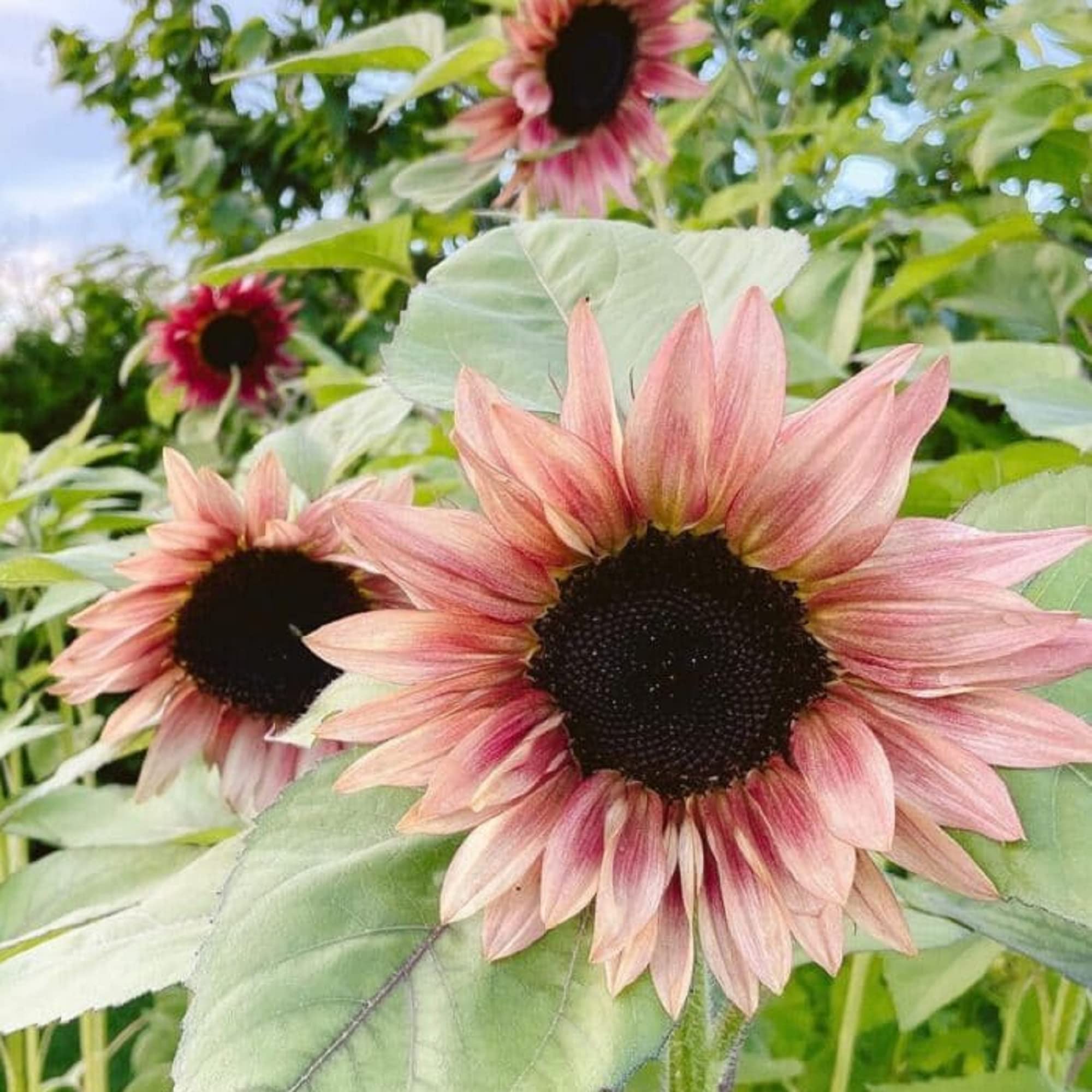 Bold pink sunflower seeds for vibrant garden planting