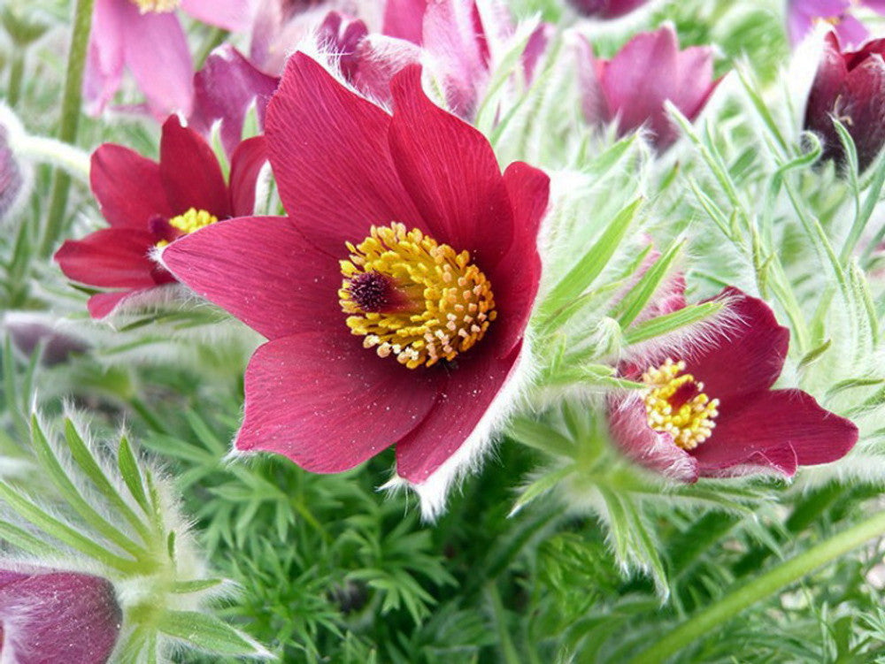 Bold Red Anemone Pulsatilla Seeds for Planting