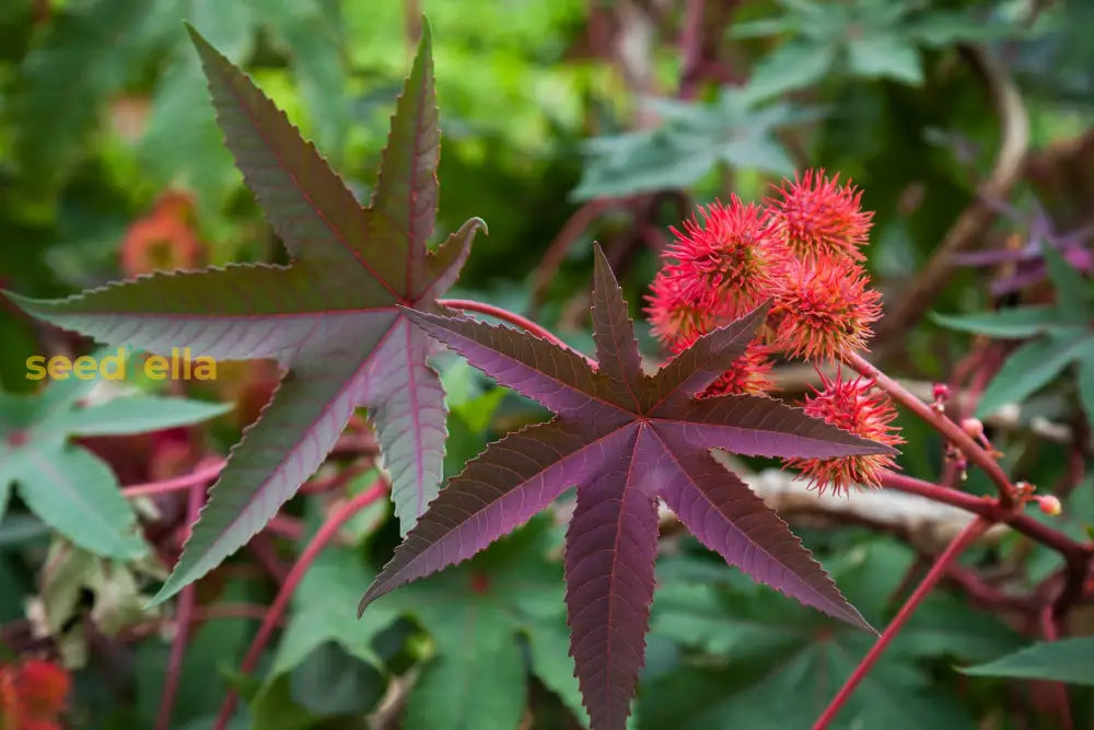 Bold Ricinus Plant Seeds For Easy Planting