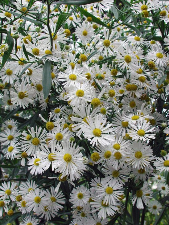 Boltonia Asterioides Flower Seeds For Planting Pack