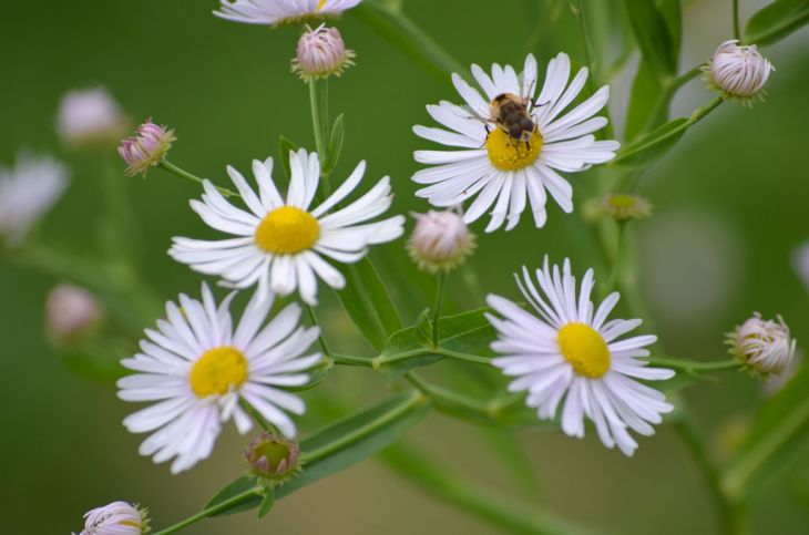 Boltonia Asterioides Growing in Garden Borders