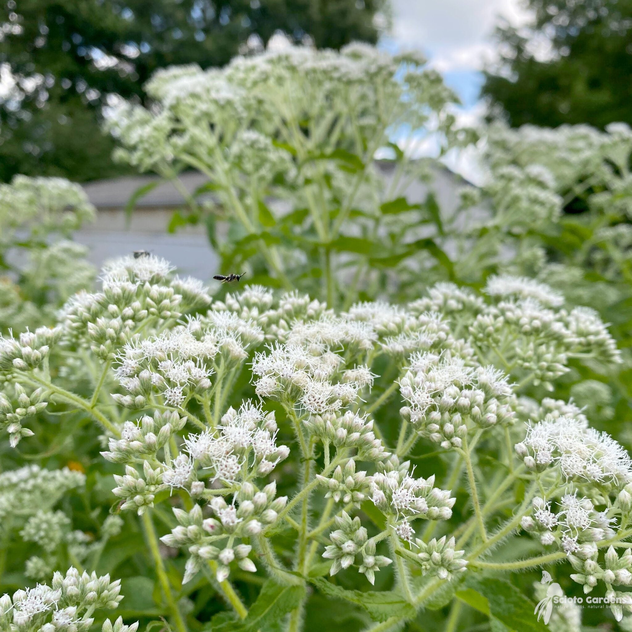 Boneset (Eupatorium Perfoliatum) Seeds for Planting