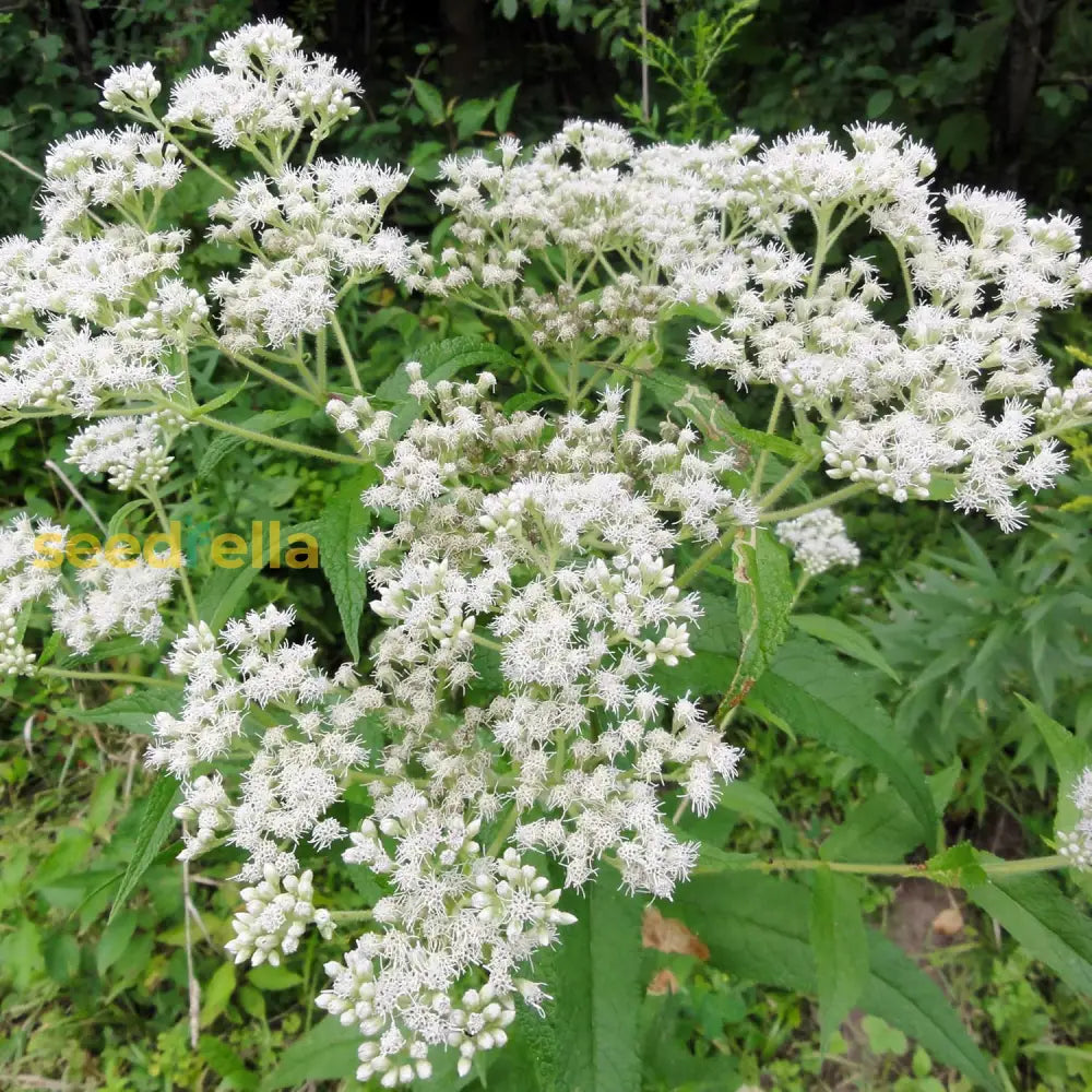 Boneset Seeds Eupatorium Perfoliatum For Planting Attracts Bee & Butterfly Pollinator Garden Flower