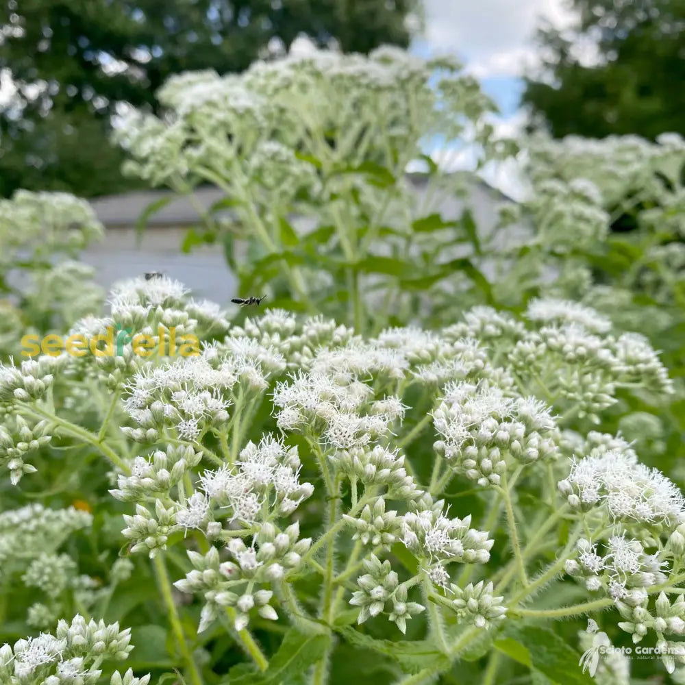 Boneset Seeds - Eupatorium Perfoliatum Bee & Butterfly Pollinator Garden Flower Perennial Best