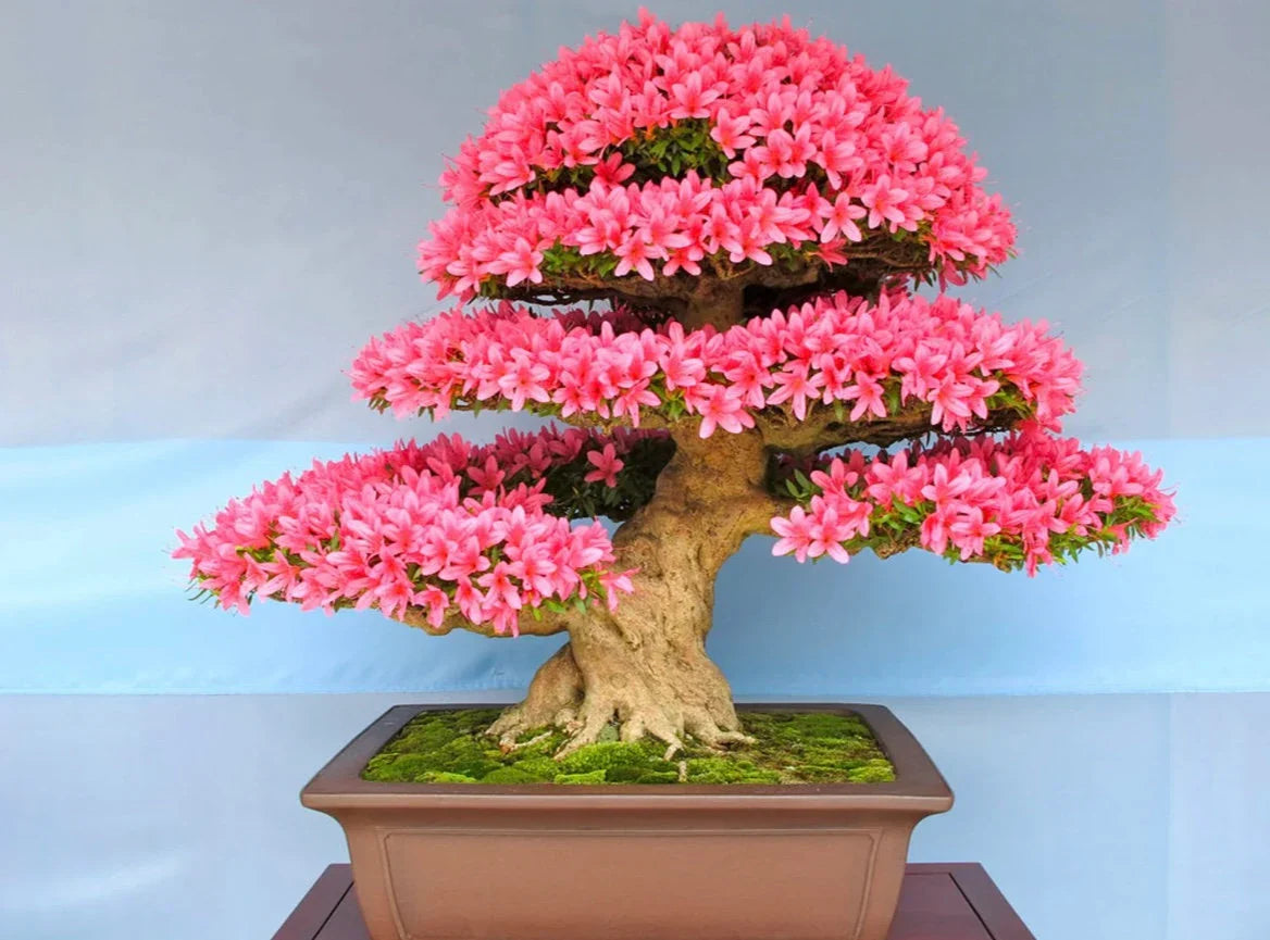 Bonsai Blooming Plant Seeds for Planting