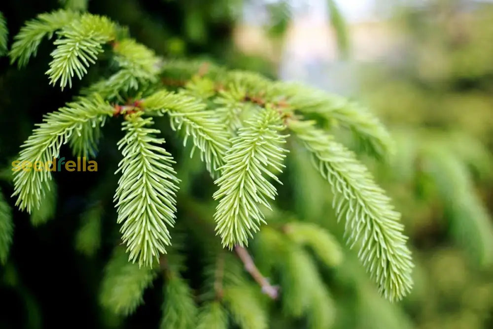 Bonsai Colorado Seeds Mix For Planting Guide Plant Seeds