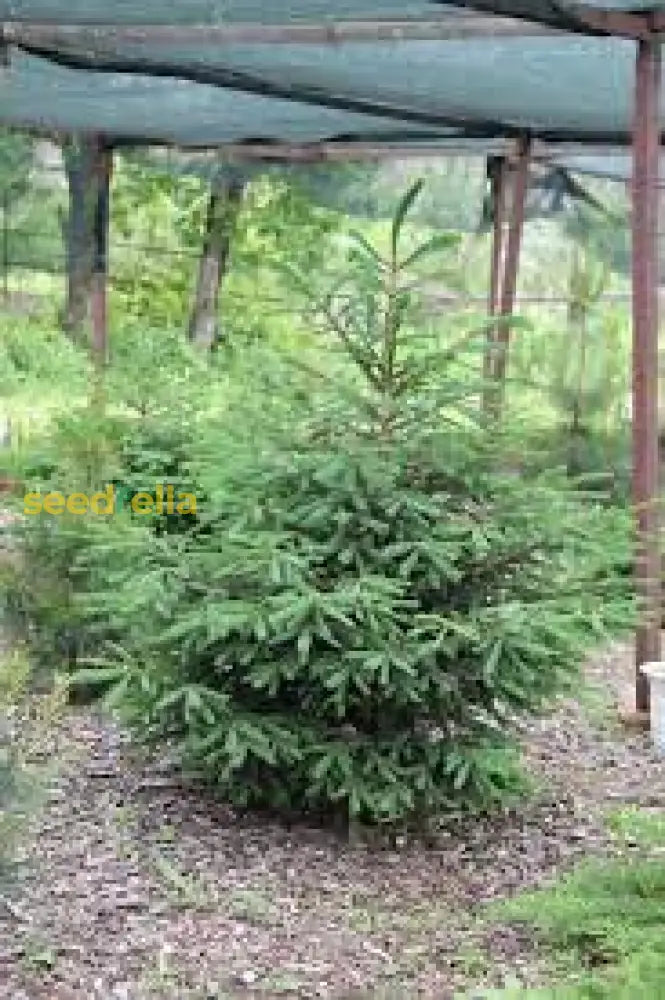 Bonsai Colorado Seeds Mix For Planting Guide Plant Seeds