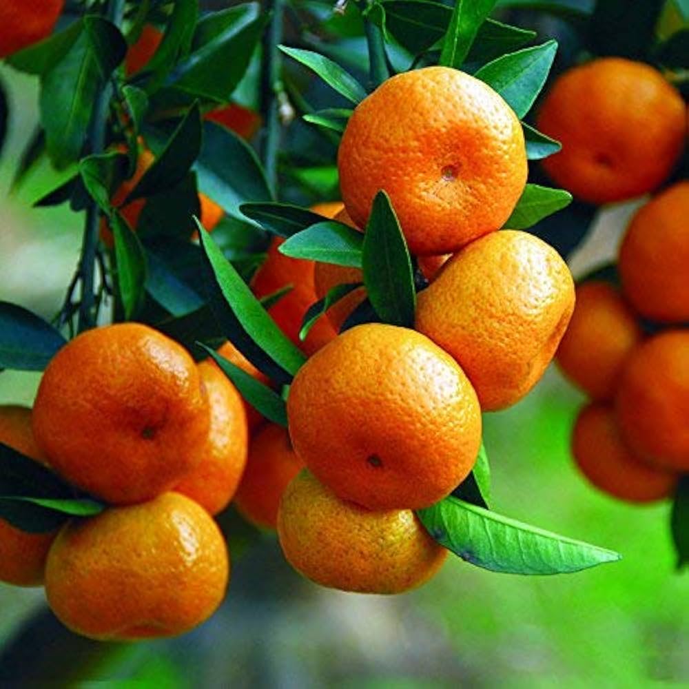Bonsai fruit tree seeds showing blossoms and small fruits