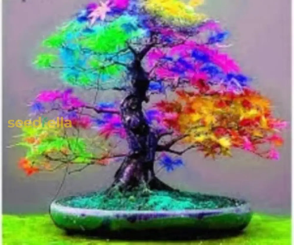 Bonsai Maple Tree Seeds Multi-Color Planting Plant Seeds