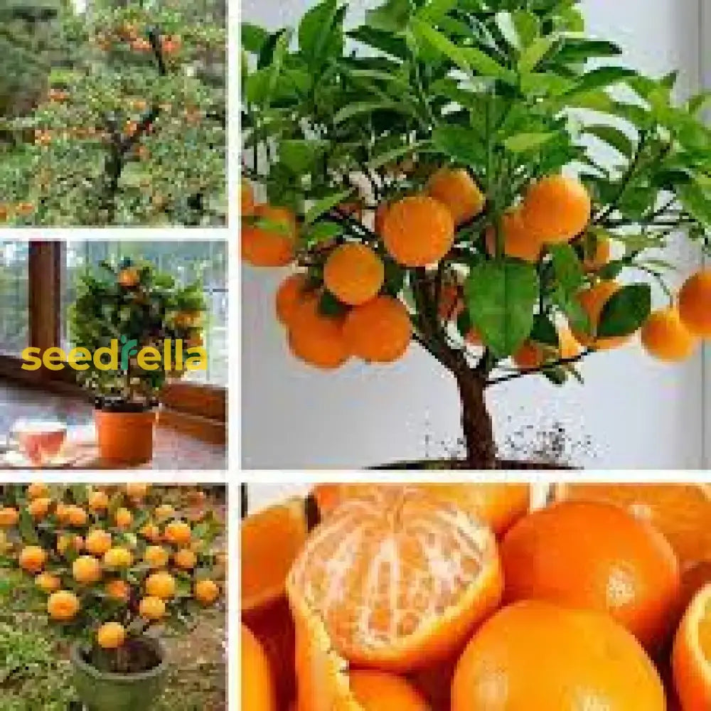 Bonsai Orange Tree Seeds For Indoor/Outdoor Planting Fruit