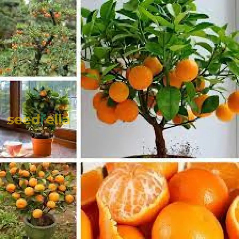 Bonsai Orange Tree Seeds For Indoor/Outdoor Planting Fruit