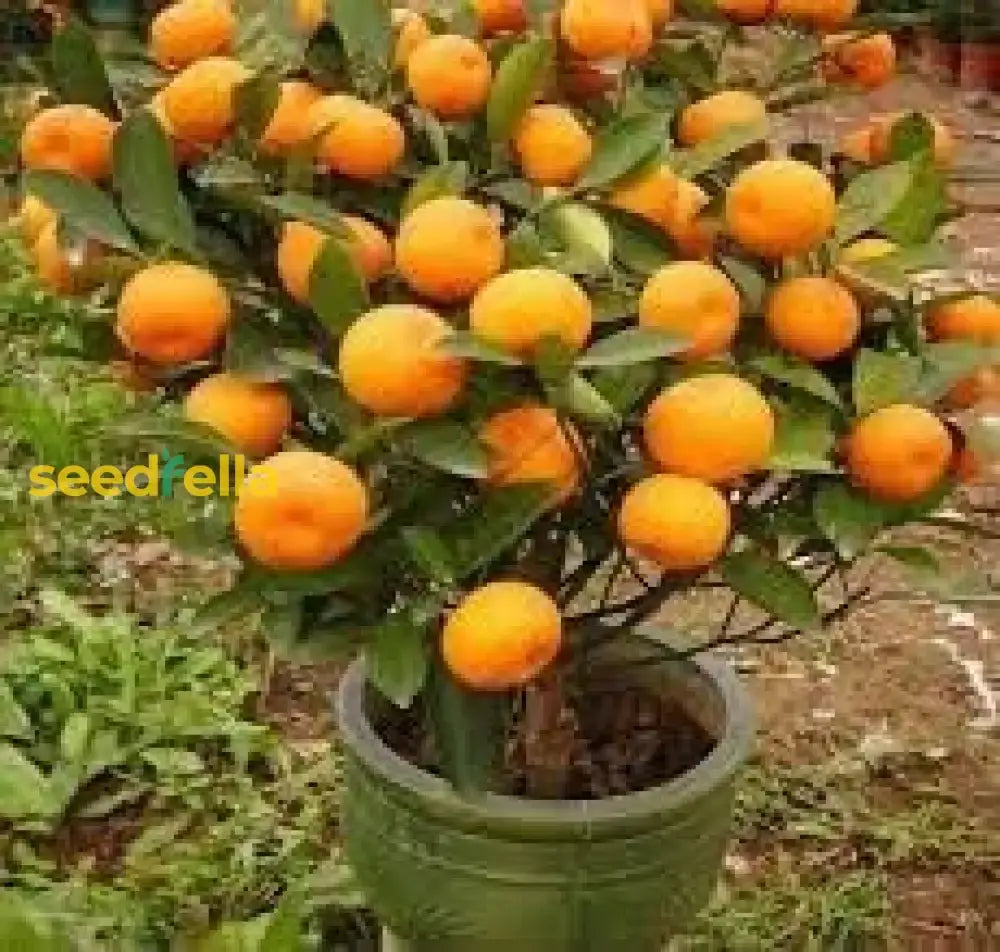 Bonsai Orange Tree Seeds For Indoor/Outdoor Planting Fruit