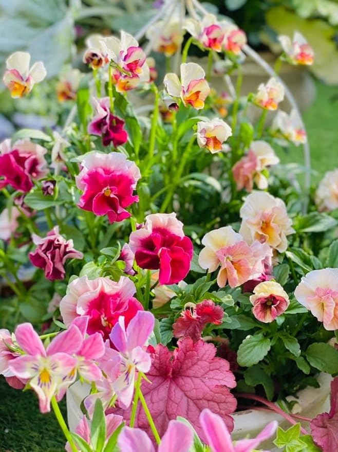 Pansy seeds suitable for bonsai and small pots