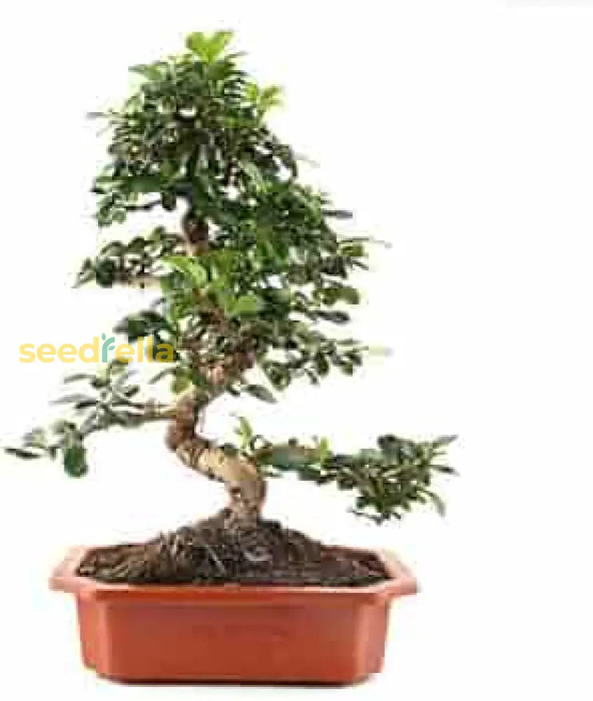 Bonsai Plant Seeds For Planting Miniature Beauty Seeds