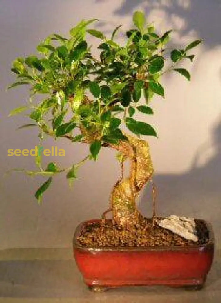 Bonsai Plant Seeds For Planting Miniature Beauty Seeds