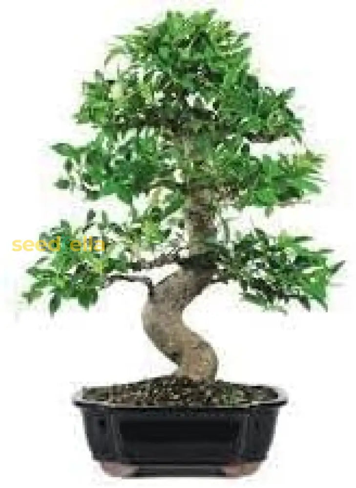 Bonsai Plant Seeds For Planting Miniature Beauty Seeds