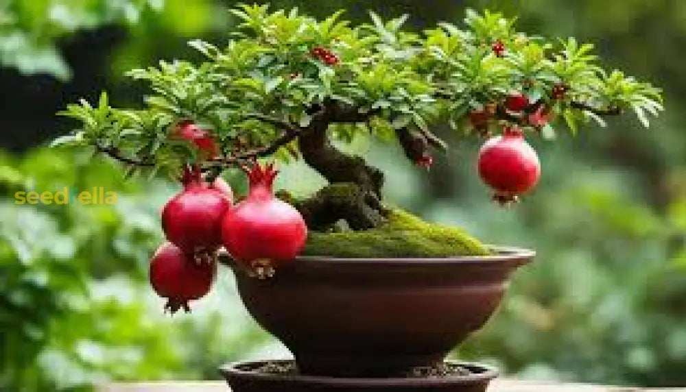 Bonsai Pomegranate Fruit Seeds For Planting Mini Trees