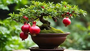 Bonsai Pomegranate Tree Growing in Garden, Healthy Tree with Vibrant Fruit and Flowers