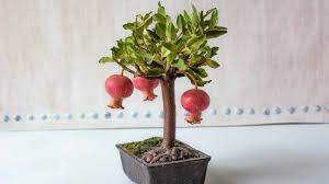 Step-by-Step Guide for Planting Bonsai Pomegranate Fruit Seeds