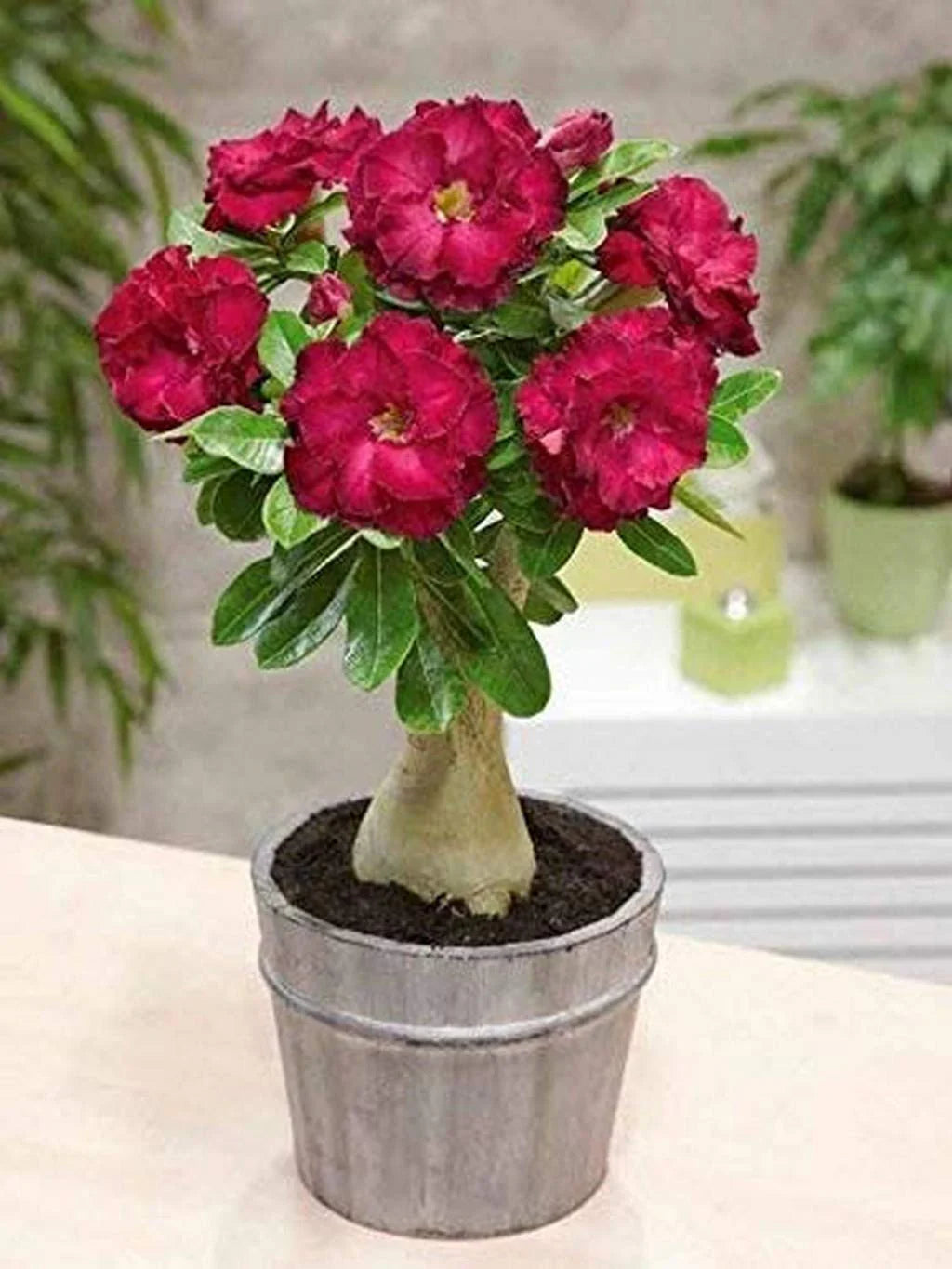 Rose Bonsai Planting Seeds for Gardening
