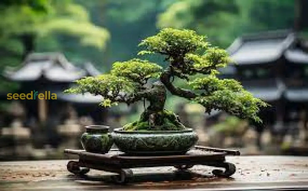 Bonsai Seeds For Home Garden: Complete Planting Guide Plant Seeds