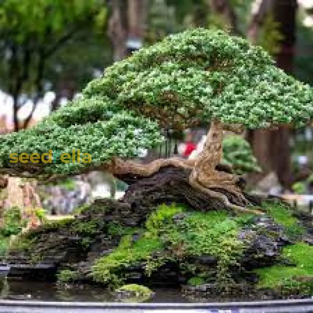 Bonsai Seeds For Home Garden: Complete Planting Guide Plant Seeds